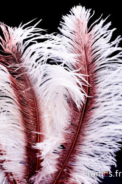 Struzzo con rachide bronzo – 30-40 cm – bianco